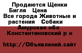 Продаются Щенки Бигля › Цена ­ 35 000 - Все города Животные и растения » Собаки   . Амурская обл.,Константиновский р-н